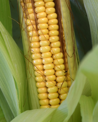 玉米市場價格情況