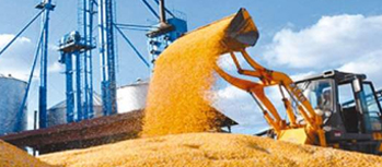 2020年秋糧收購全面展開