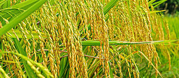 早稻穗期病蟲害重發(fā)，這樣防有效