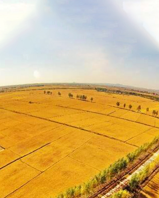 早稻穗期病蟲害重發(fā)，這樣防有效